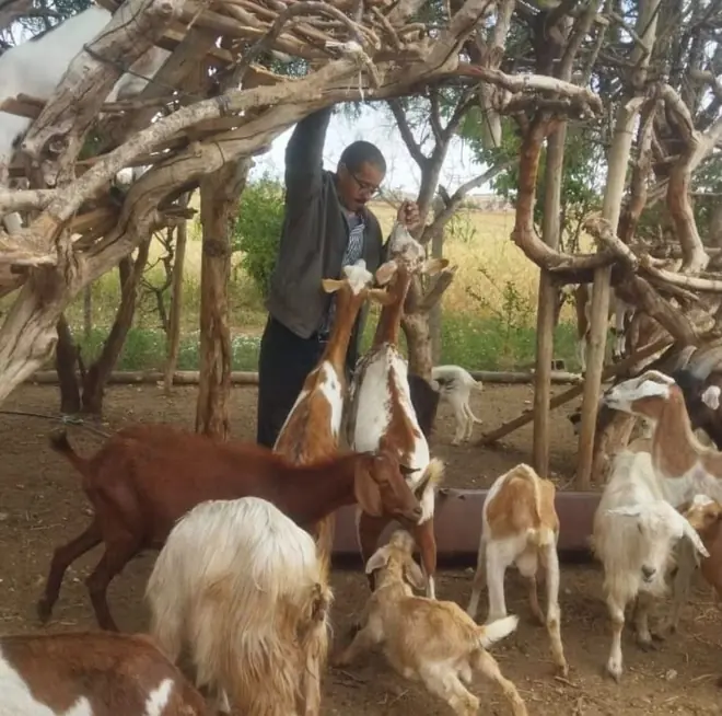 A local keeper tending goats at the argan farm