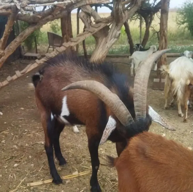 A goat with long curved horns at an argan tree farm